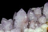 Cactus Quartz (Amethyst) Cluster - South Africa #113406-2